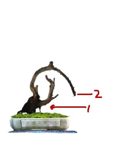 盆景初入門：學習盆景製作，首先要瞭解盆景製作的這幾個法則