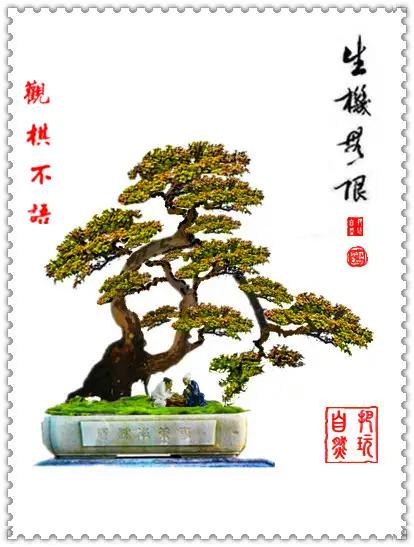 盆景初入門：學習盆景製作，首先要瞭解盆景製作的這幾個法則