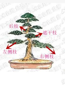 盆景初入門：學習盆景製作，首先要瞭解盆景製作的這幾個法則