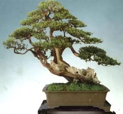 盆景初入門：學習盆景製作，首先要瞭解盆景製作的這幾個法則