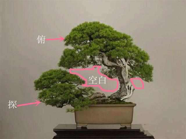 盆景初入門：學習盆景製作，首先要瞭解盆景製作的這幾個法則