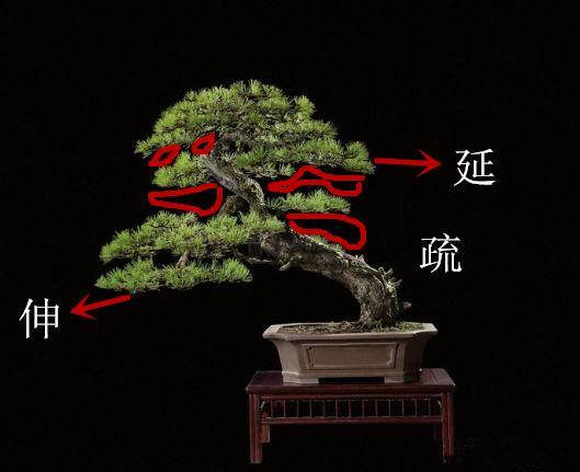 盆景初入門：學習盆景製作，首先要瞭解盆景製作的這幾個法則