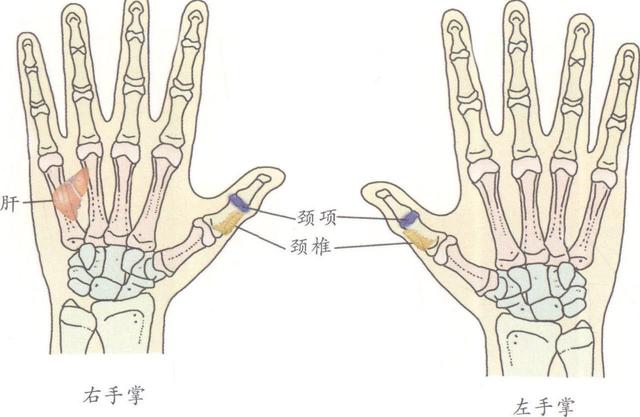 落枕，失枕，項背部酸痛，頸部活動受限？7個手足反射區有效果，收藏