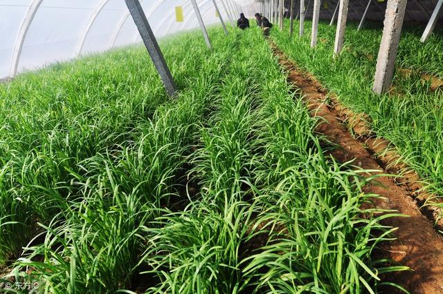 尿酸高的人是應該少吃香菇、豆製品和韭菜嗎？來看看醫生怎麼說