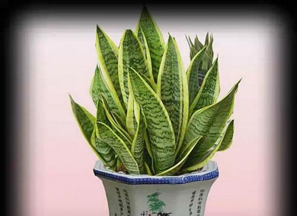 史上最厲害的吸毒植物，塊選一盆搬回家養吧！