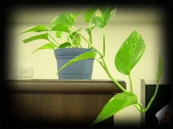 史上最厲害的吸毒植物，塊選一盆搬回家養吧！