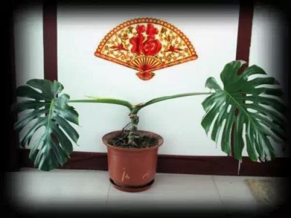史上最厲害的吸毒植物，塊選一盆搬回家養吧！