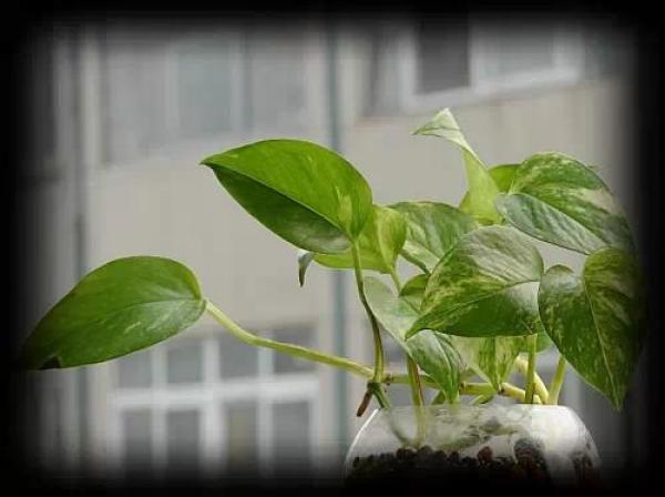 史上最厲害的吸毒植物，塊選一盆搬回家養吧！