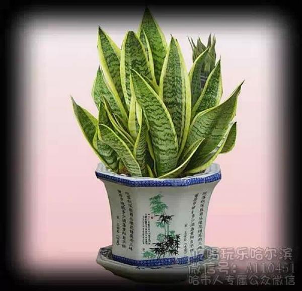 史上最厲害的吸毒植物，塊選一盆搬回家養吧！