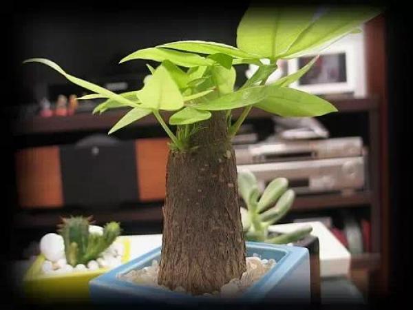 史上最厲害的吸毒植物，塊選一盆搬回家養吧！