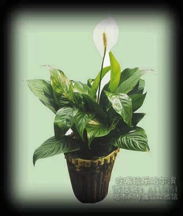 史上最厲害的吸毒植物，塊選一盆搬回家養吧！