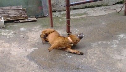 兒子辦滿月，親姐只送來幾斤羊肉，妹妹扔給狗吃，五天後回家傻住