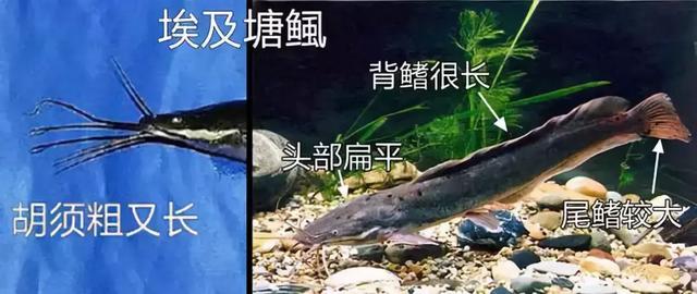 FDA最新公布：這7種魚不能給孩子吃，大人最好也別吃，尤其是媽媽們