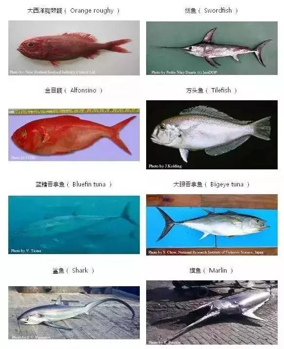 FDA最新公布：這7種魚不能給孩子吃，大人最好也別吃，尤其是媽媽們