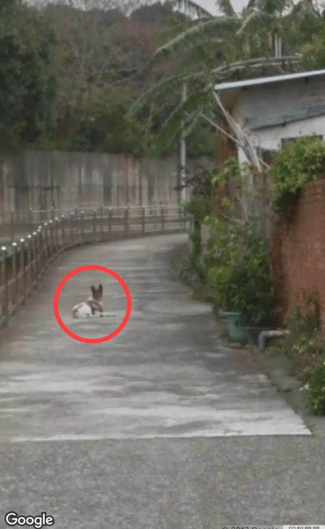 偶然在街景地圖上看到自己的狗狗，主人淚崩：你在天堂還好嗎？