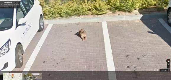 偶然在街景地圖上看到自己的狗狗，主人淚崩：你在天堂還好嗎？
