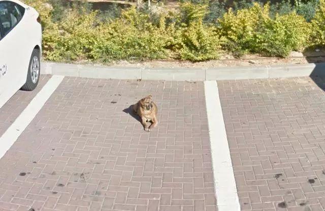 偶然在街景地圖上看到自己的狗狗，主人淚崩：你在天堂還好嗎？