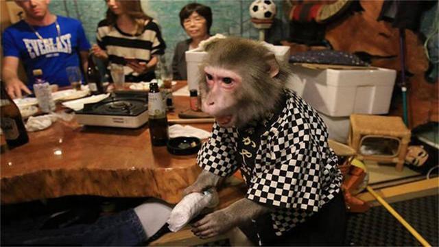 日本最火爆的餐廳之一：猴子當服務生，報酬只要香蕉！