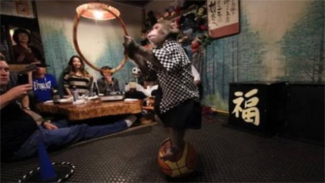 日本最火爆的餐廳之一：猴子當服務生，報酬只要香蕉！