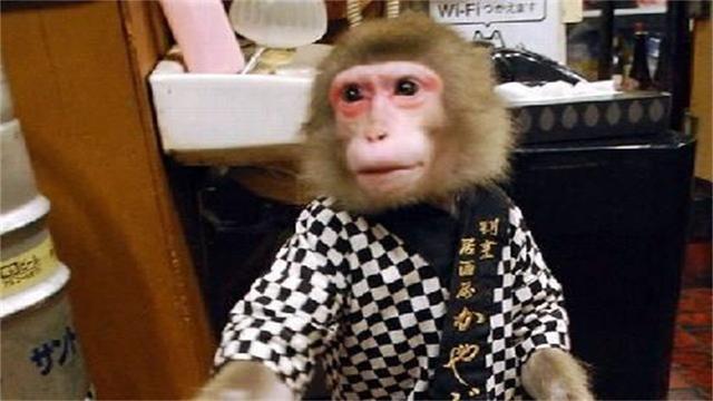 日本最火爆的餐廳之一：猴子當服務生，報酬只要香蕉！
