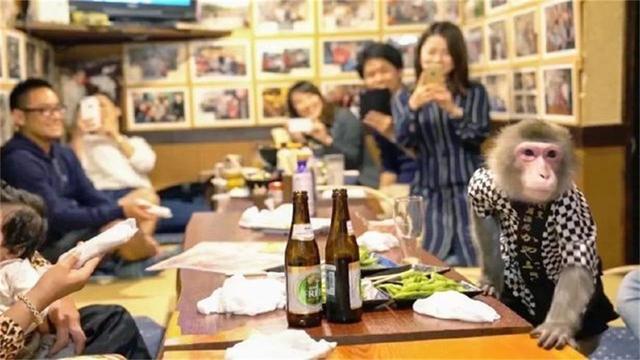 日本最火爆的餐廳之一：猴子當服務生，報酬只要香蕉！