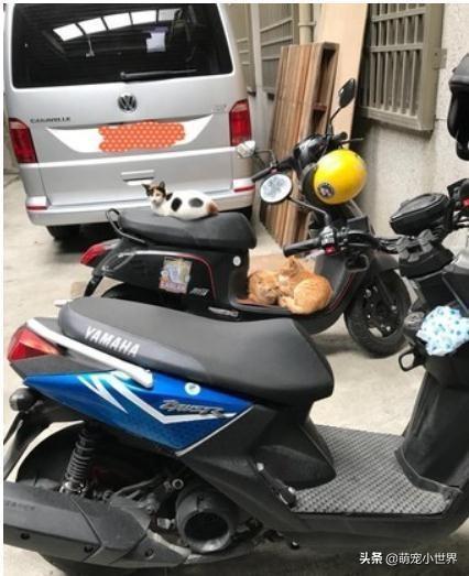 可以讓我回家嗎？4隻貓趴車上收停車費，她掏出小魚乾商量