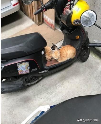 可以讓我回家嗎？4隻貓趴車上收停車費，她掏出小魚乾商量