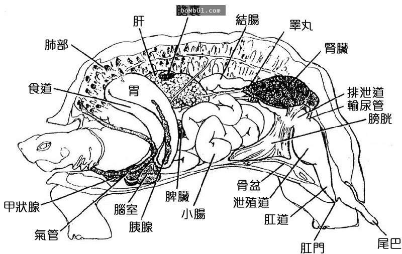  烏龜的內部構造解說，看完後才驚覺自己已經蠢了幾十年…