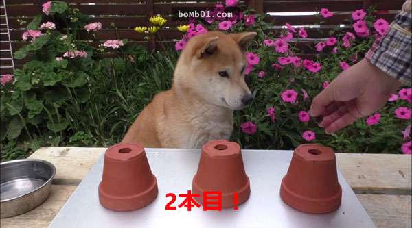 這隻狗狗的主人跟牠玩一個小遊戲測試牠的智商，結果牠笨到超可愛的反應會讓你笑到快往生。  