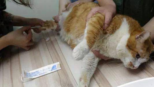 慢性腎炎危害貓咪健康，鏟屎官需注意這三點，讓愛貓安度晚年！