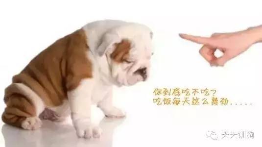 狗狗不吃狗糧怎麼辦？