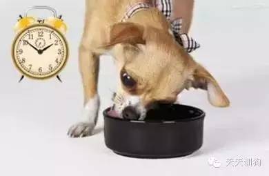 狗狗不吃狗糧怎麼辦？