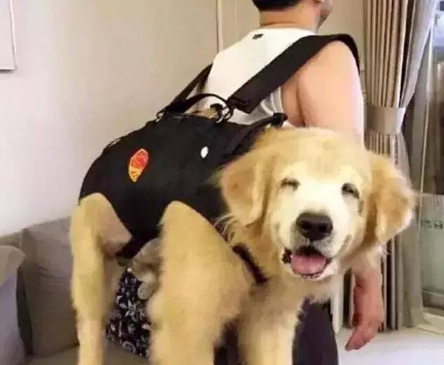 狗狗衰老的5個徵兆，說明它的生命開始進入「倒計時」！