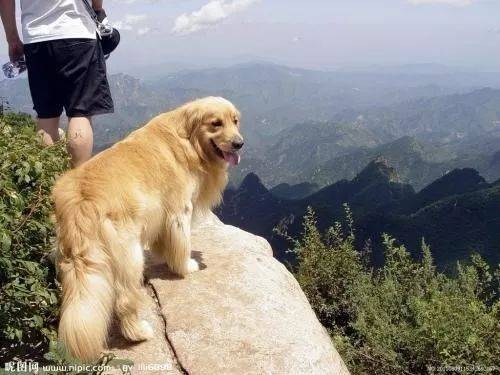 您的狗狗毛色差?找不到解決方法？我來幫您！