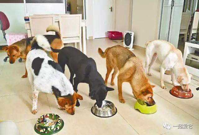 冬季狗狗飲食注意要點，你家的狗狗飲食合理嗎？