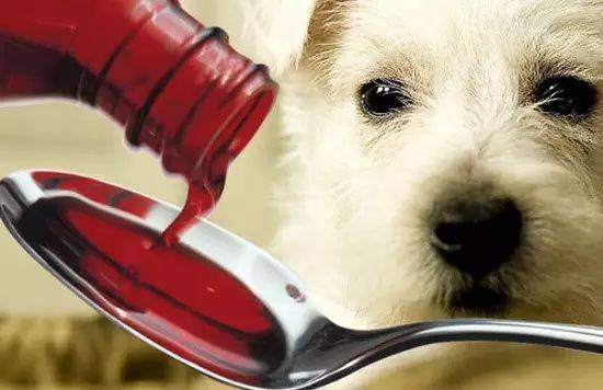 養狗必看，這7種誤區你還再犯嗎