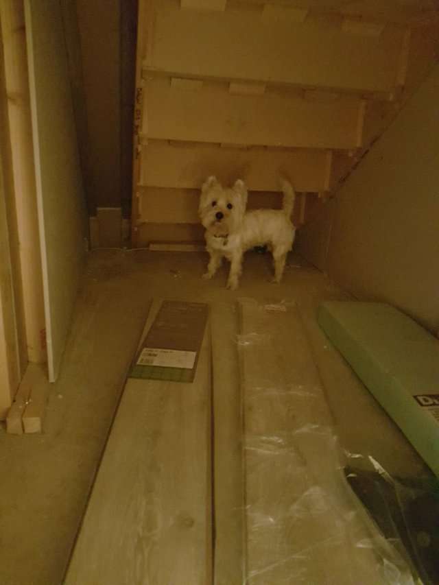 狗比人還幸福的實例！　爸爸為愛犬打造「VIP豪華房間」　它住到不想出來啊