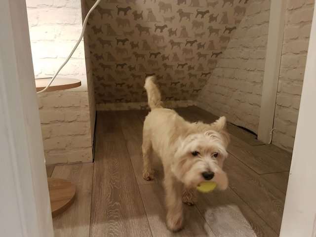 狗比人還幸福的實例！　爸爸為愛犬打造「VIP豪華房間」　它住到不想出來啊