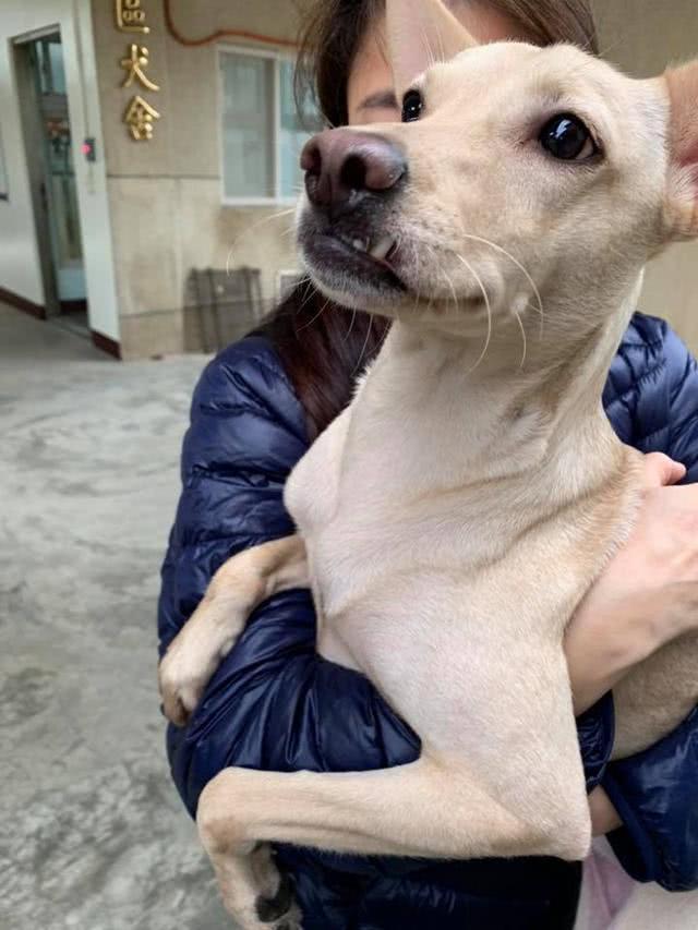 因狗狗有分離焦慮想要棄養，兩小時後接回狗狗，哭著向狗狗認錯
