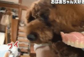 小泰迪每天晚上偷偷戴奶奶假牙，心理醫生解釋因為愛，奶奶感動又羞愧
