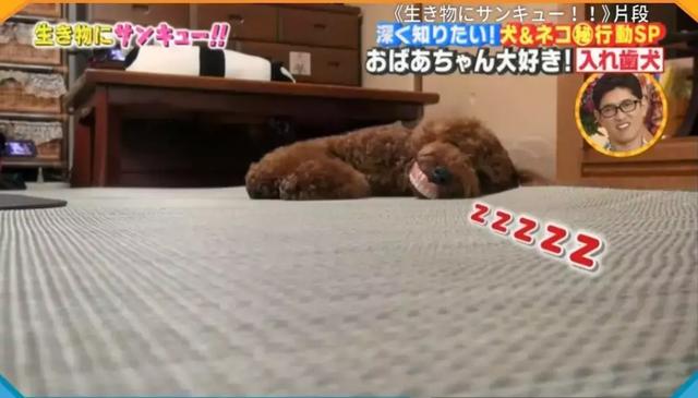 小泰迪每天晚上偷偷戴奶奶假牙，心理醫生解釋因為愛，奶奶感動又羞愧