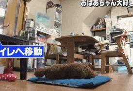 小泰迪每天晚上偷偷戴奶奶假牙，心理醫生解釋因為愛，奶奶感動又羞愧