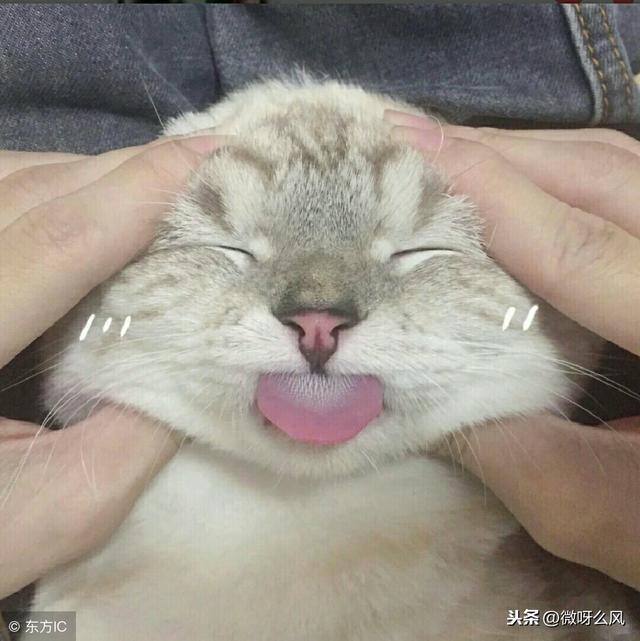奴才都不懂！4個「其實是貓養你」證據：還不快謝主隆恩～