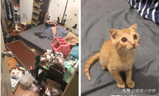 房間被貓咪炸彈炸過，化妝品地上滾全身鏡陣亡，兇手還賣萌裝乖