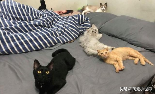 房間被貓咪炸彈炸過，化妝品地上滾全身鏡陣亡，兇手還賣萌裝乖