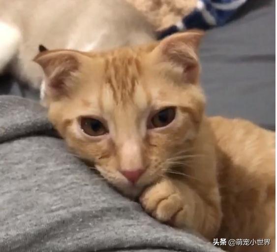 房間被貓咪炸彈炸過，化妝品地上滾全身鏡陣亡，兇手還賣萌裝乖