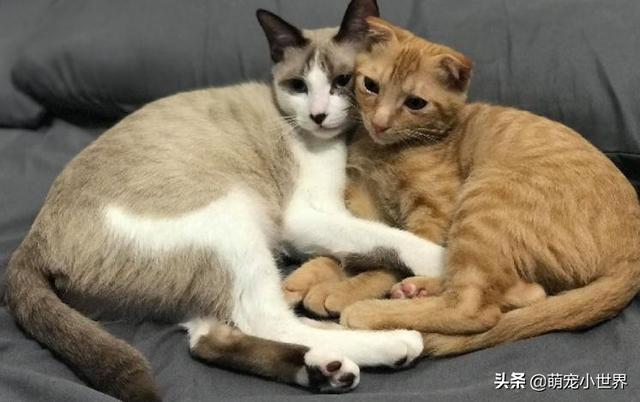 房間被貓咪炸彈炸過，化妝品地上滾全身鏡陣亡，兇手還賣萌裝乖