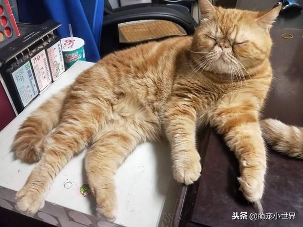 聽聞群貓打架聲找誰是兇手，橘貓眯眼裝睡但手上的證據露餡啦
