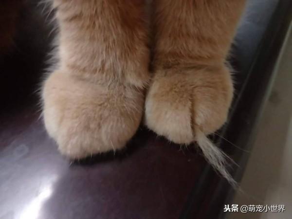 聽聞群貓打架聲找誰是兇手，橘貓眯眼裝睡但手上的證據露餡啦