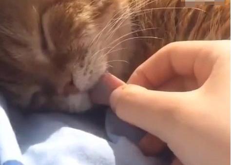 聽聞群貓打架聲找誰是兇手，橘貓眯眼裝睡但手上的證據露餡啦